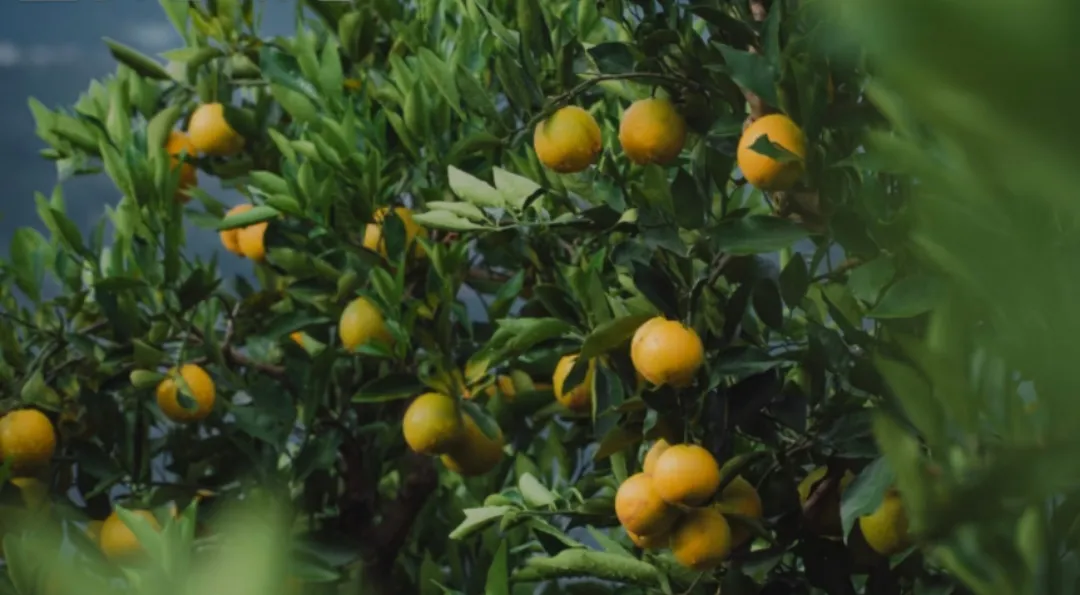 当餐生鲜发布吃橙时刻表，品质保障美味优选