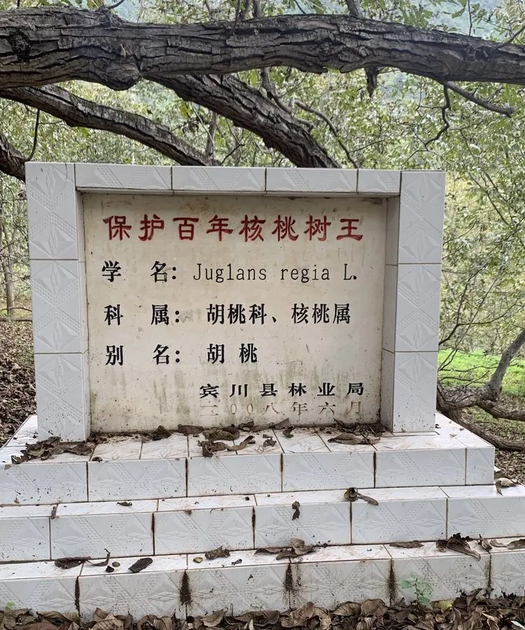 云南百年古树有机核桃薄壳易取全家都爱吃