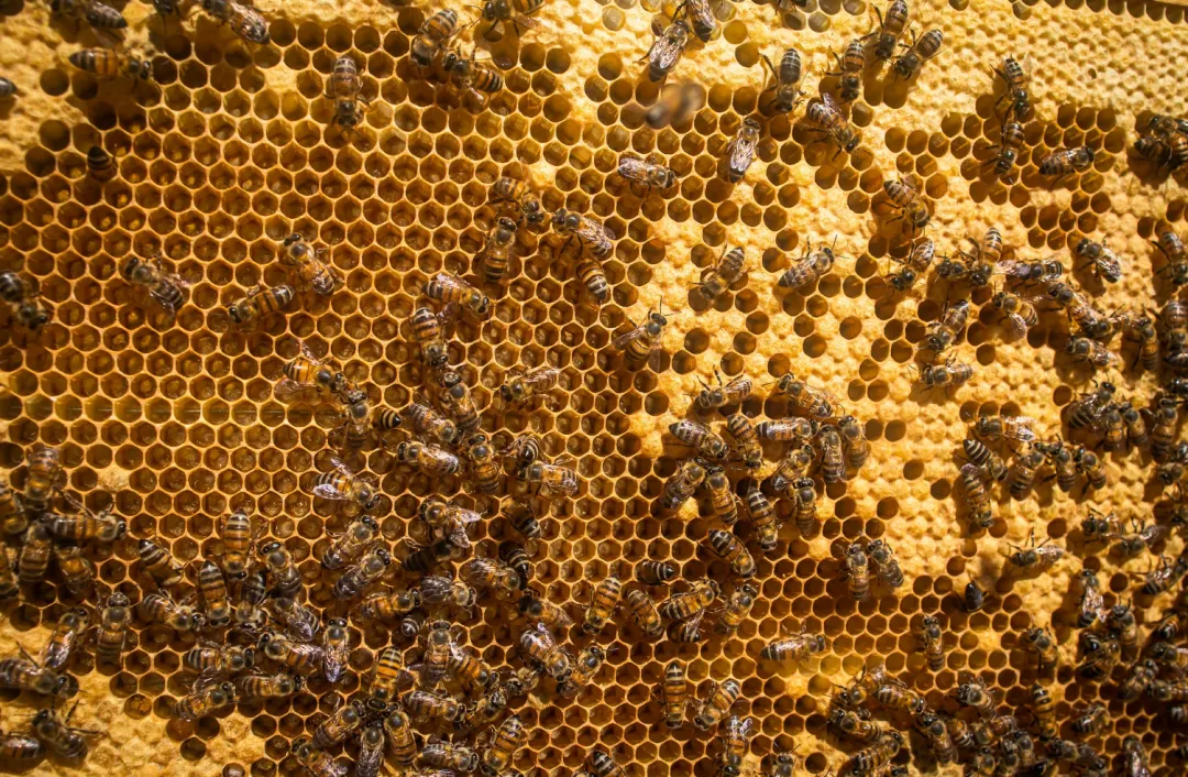 巴西有机蜂蜜的生产概况