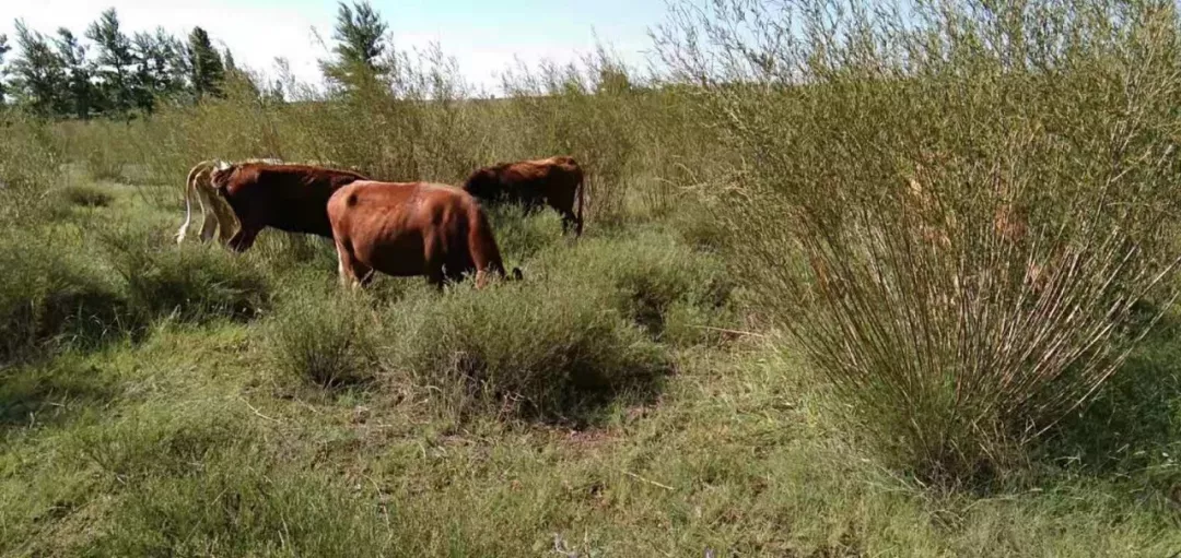 儿童的健康问题,当餐从食材开始守护