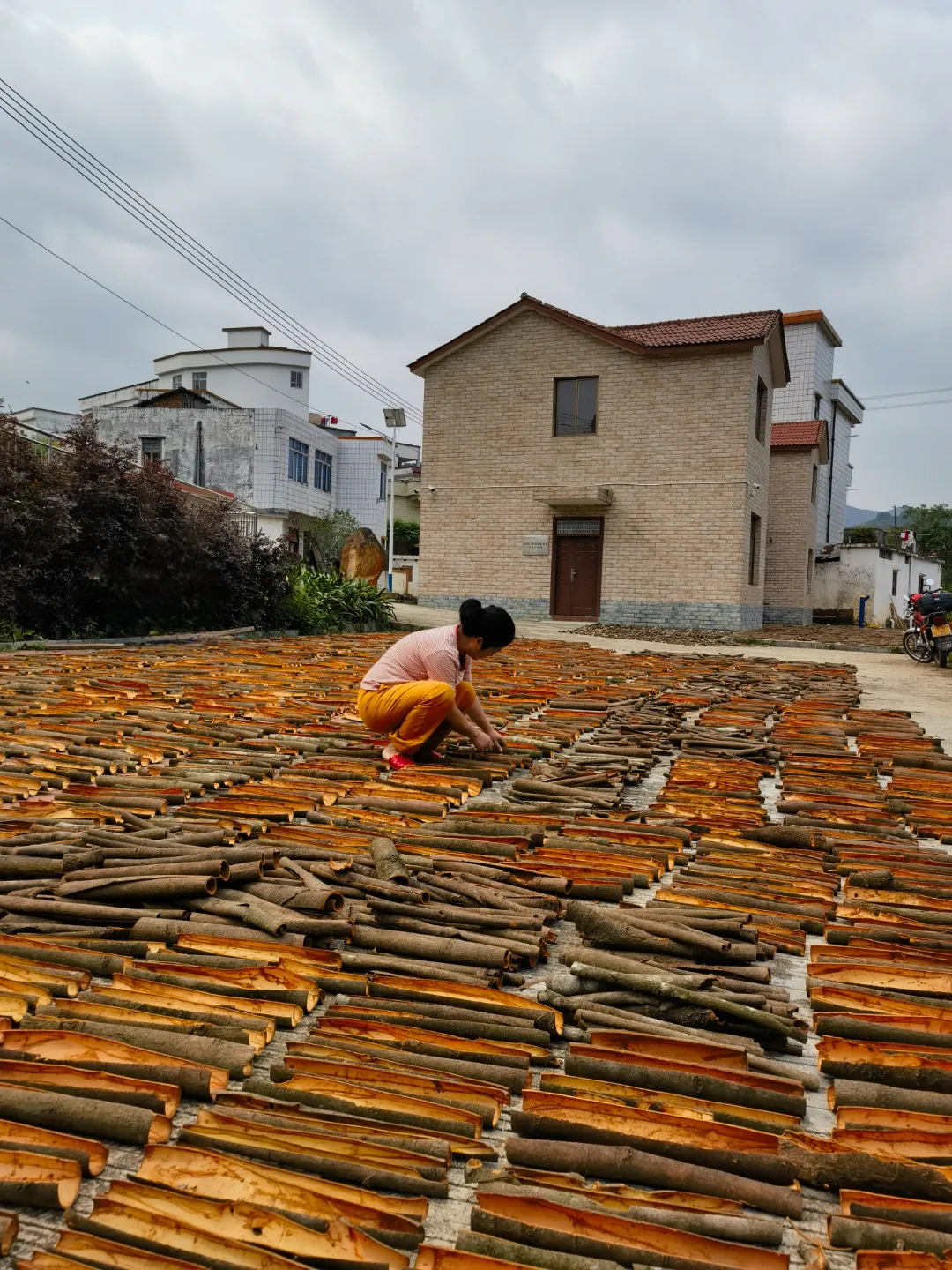 郁南肉桂点亮粤菜与全球美食的灵魂香气