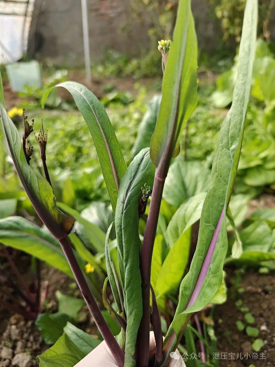 当餐食客在实现最高食材净现值