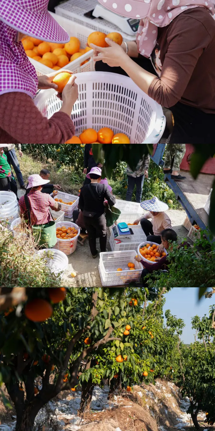 当餐优选浙江象山产地食材红美人果冻橙