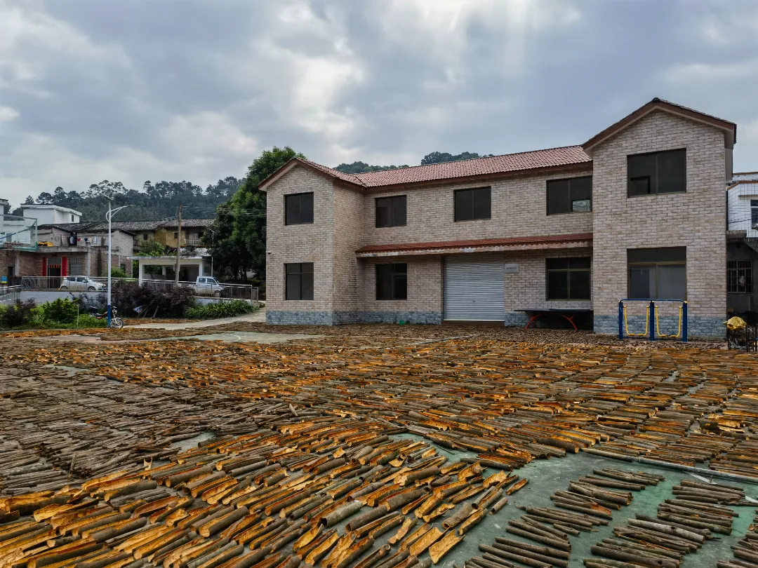 郁南肉桂点亮粤菜与全球美食的灵魂香气