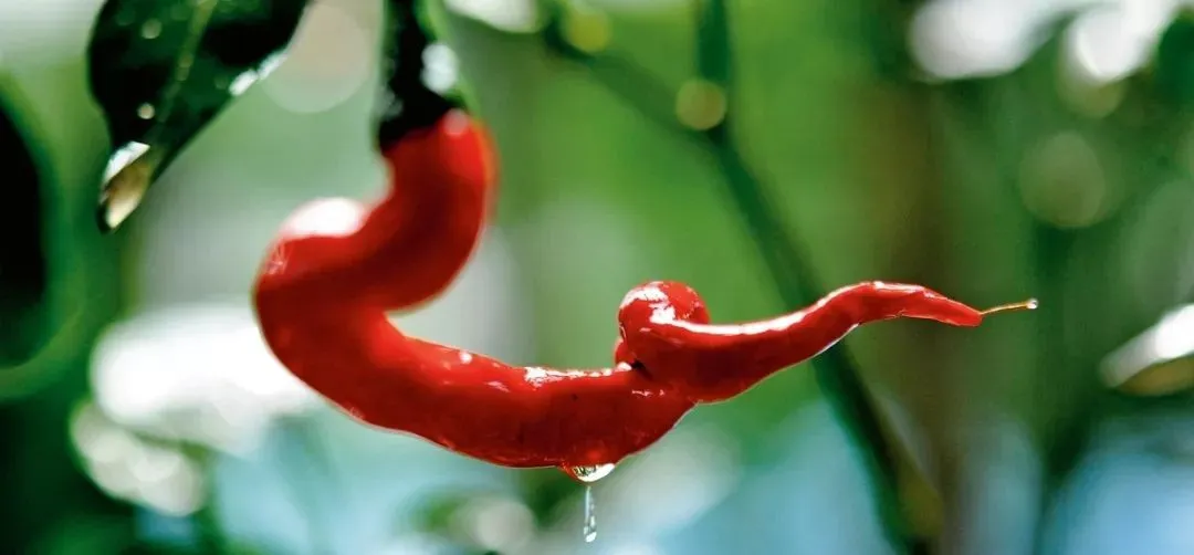 当餐寻味回锅肉、水煮肉片、辣子鸡等味魂的美味密码!