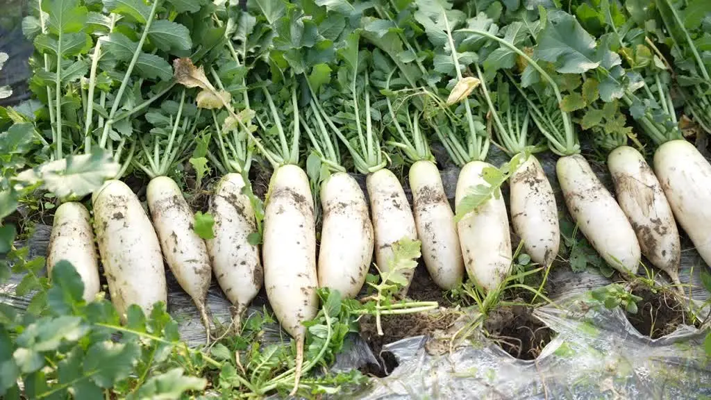 蓬安有机标准种出“生态味” 豌豆尖、萝卜热销全国