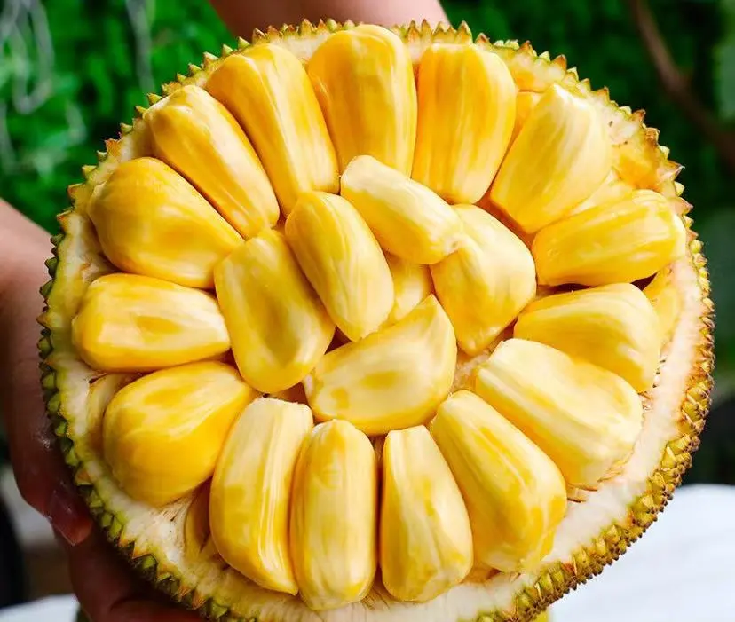 今日当餐食材推荐菠萝蜜