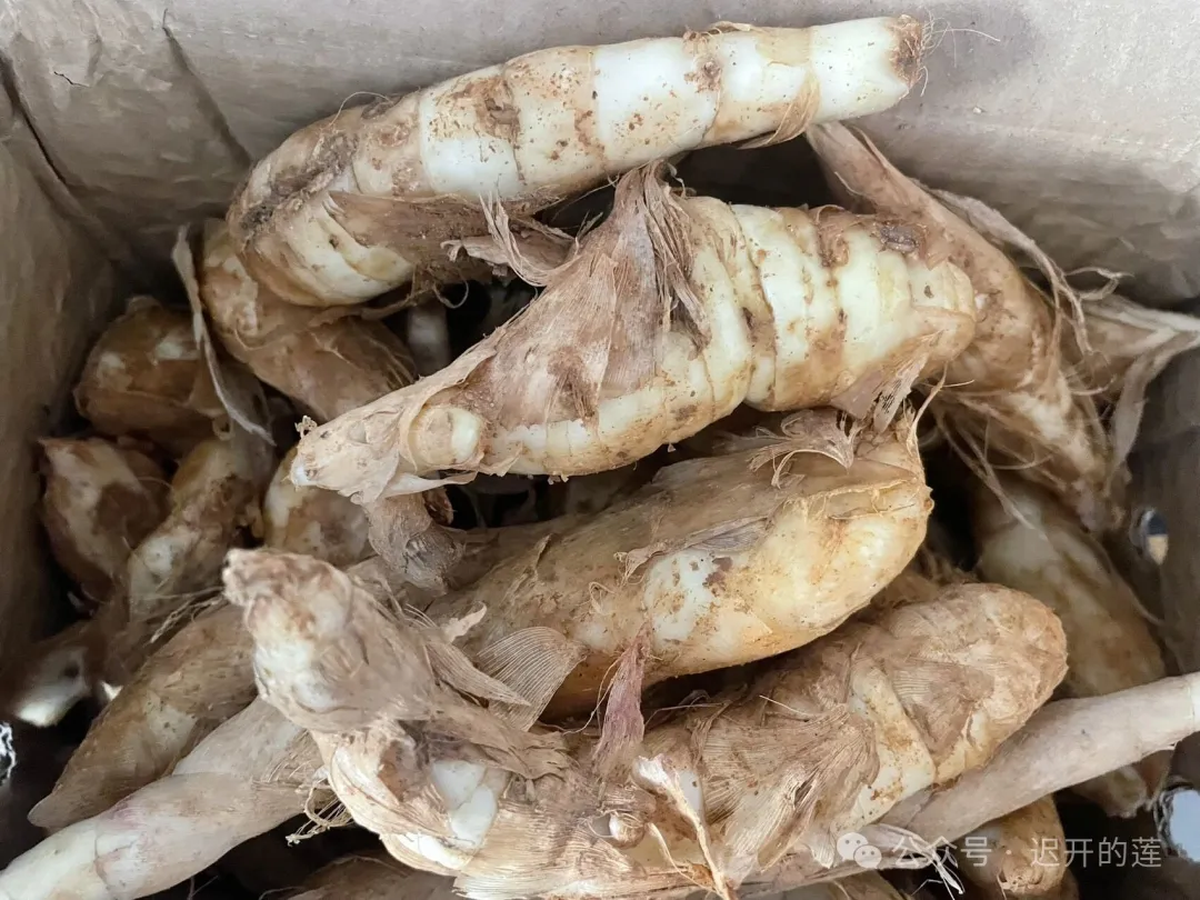 当餐推荐一种来自广西的新食材竹薯