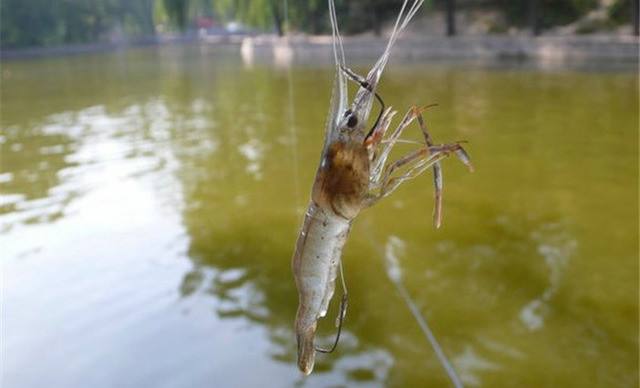 当餐鲜生史记鲁迅先生的朝花之味