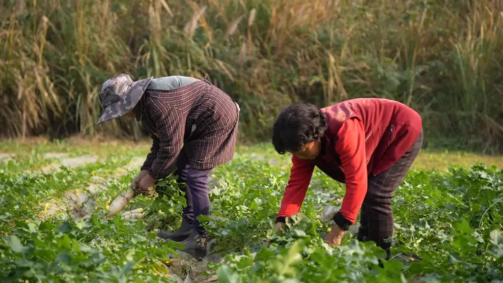 蓬安有机标准种出“生态味” 豌豆尖、萝卜热销全国