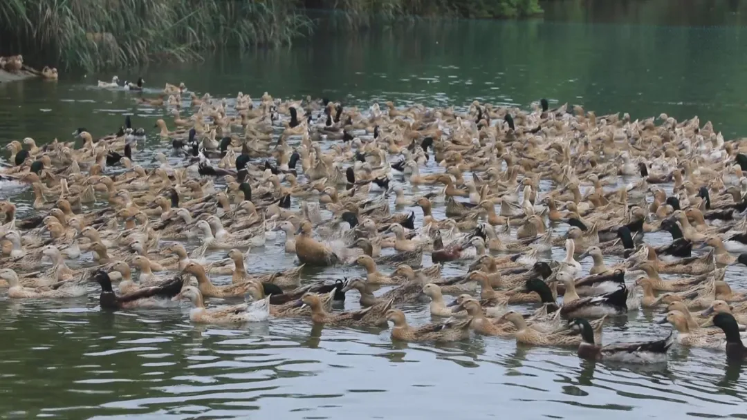 仲冬大余500 年南安板鸭,从美食到富民产业的华丽转身