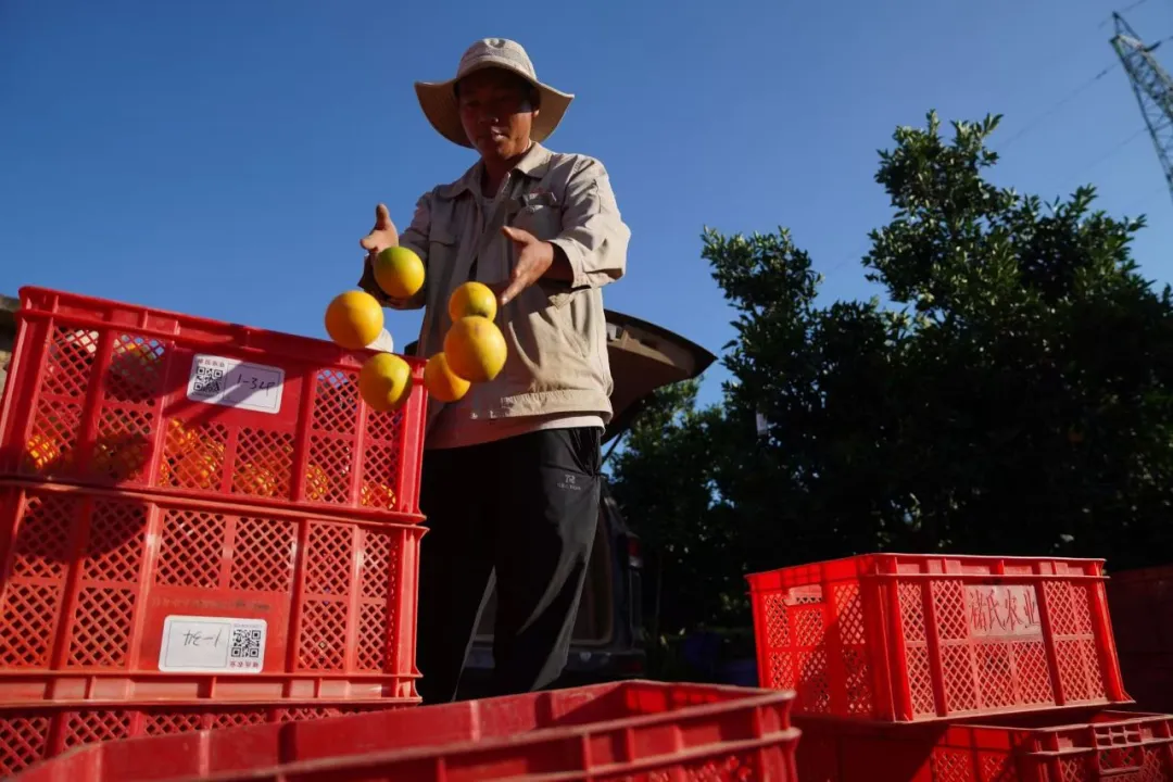 当餐优选生鲜超市深入哀牢山,翻山越岭只为“锁”住这口甜
