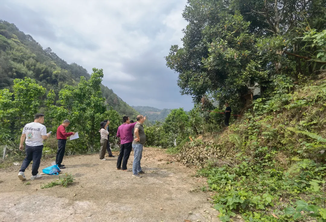 郁南肉桂点亮粤菜与全球美食的灵魂香气