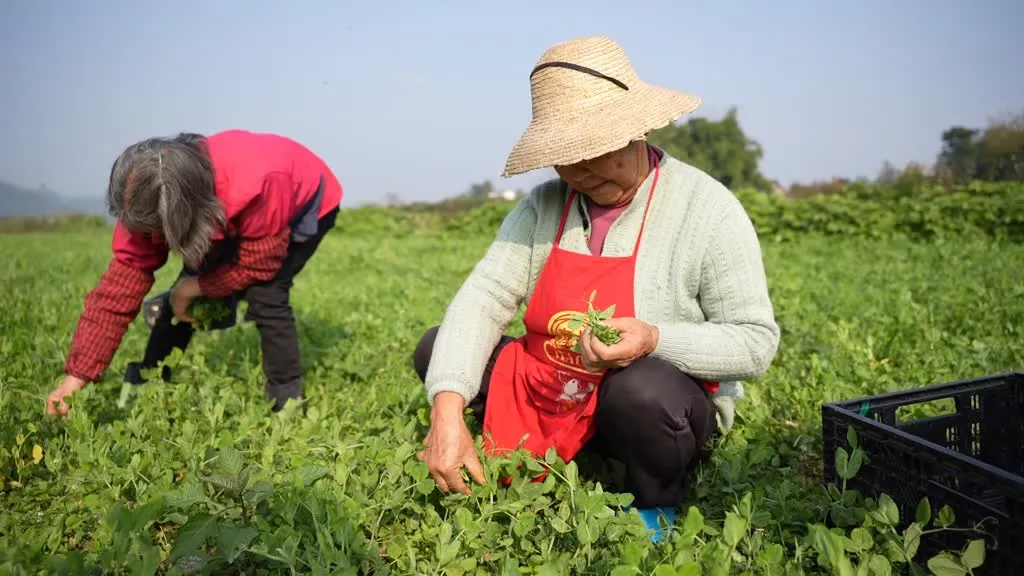 蓬安有机标准种出“生态味” 豌豆尖、萝卜热销全国