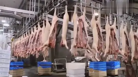  餐饮供应链与生猪屠宰场合作方案细则