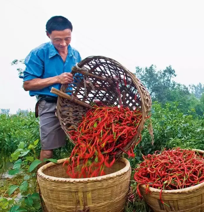 当餐寻味回锅肉、水煮肉片、辣子鸡等味魂的美味密码!