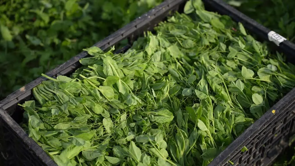 蓬安有机标准种出“生态味” 豌豆尖、萝卜热销全国