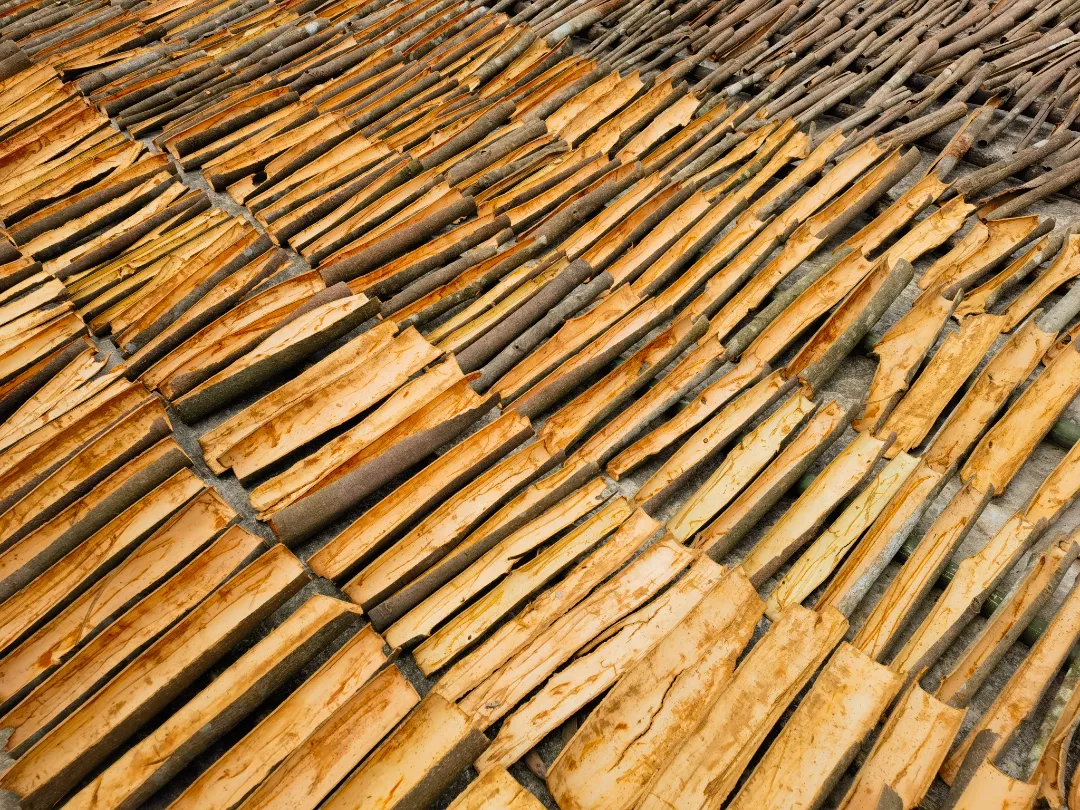 郁南肉桂点亮粤菜与全球美食的灵魂香气