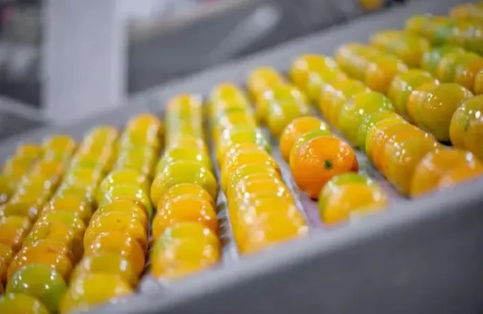 当餐生鲜发布吃橙时刻表,品质保障美味优选