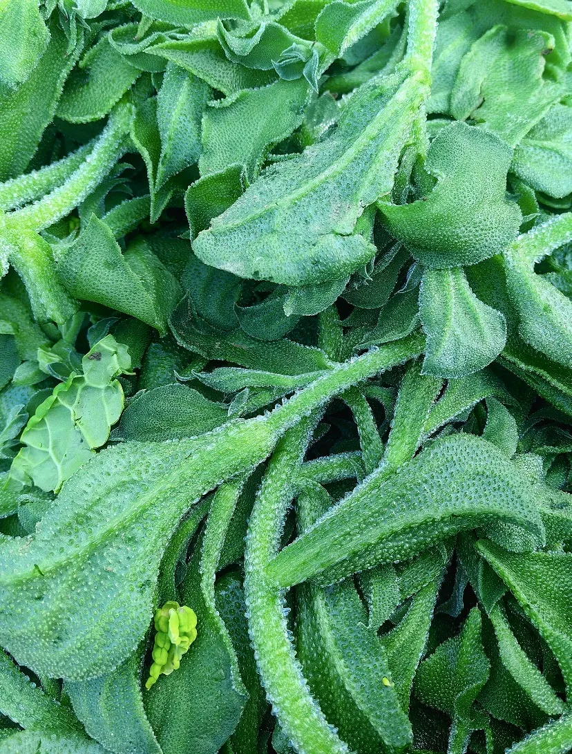 番杏在法国被尊为顶级食材,在中国只是田边野菜!