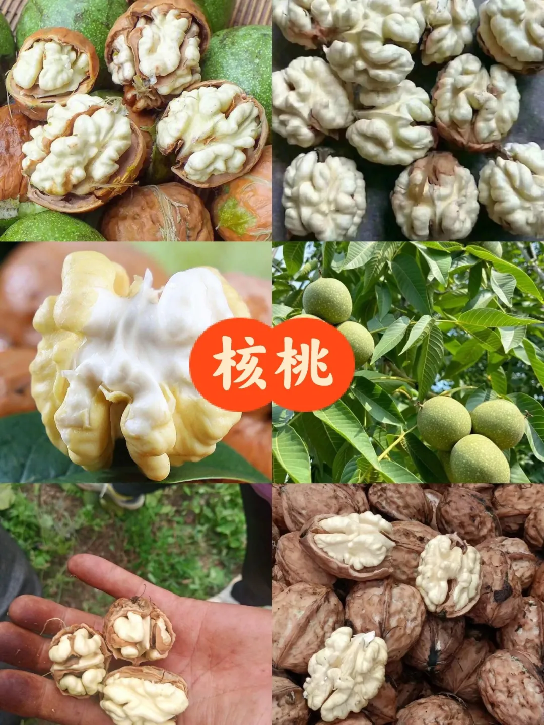 云南百年古树有机核桃薄壳易取全家都爱吃