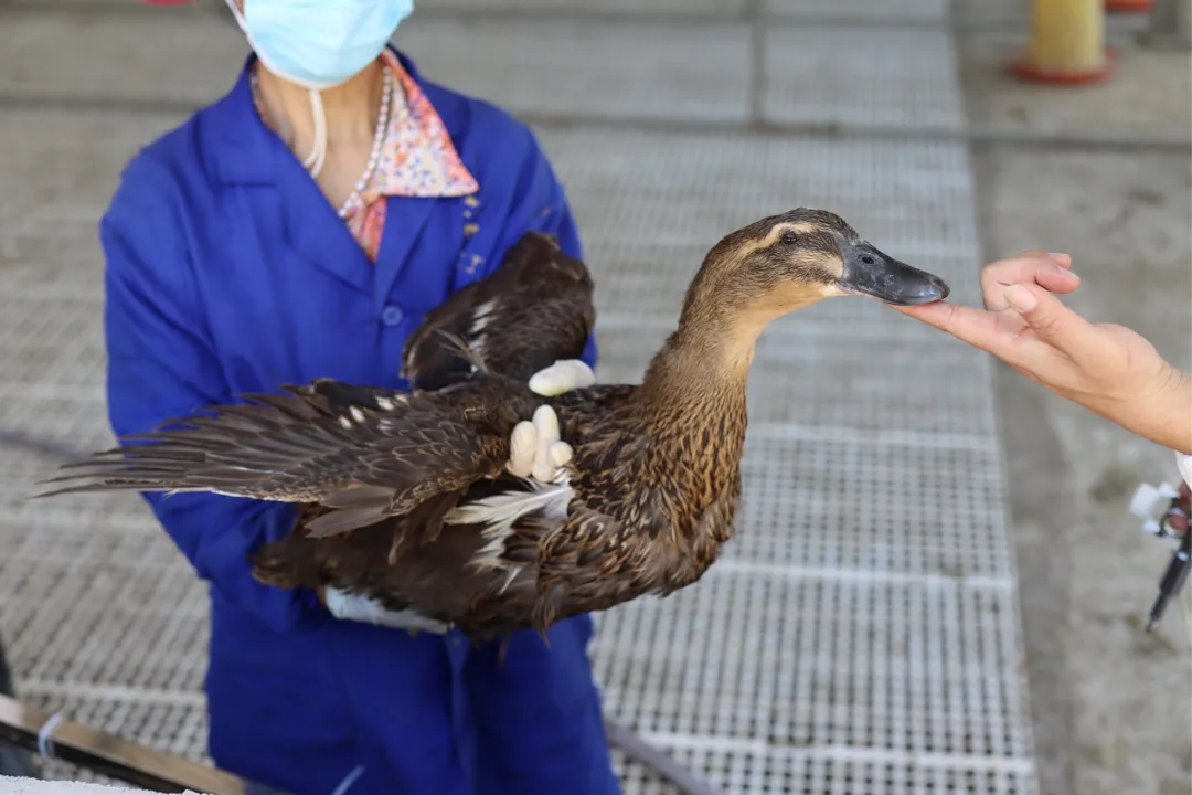 仲冬大余500 年南安板鸭,从美食到富民产业的华丽转身