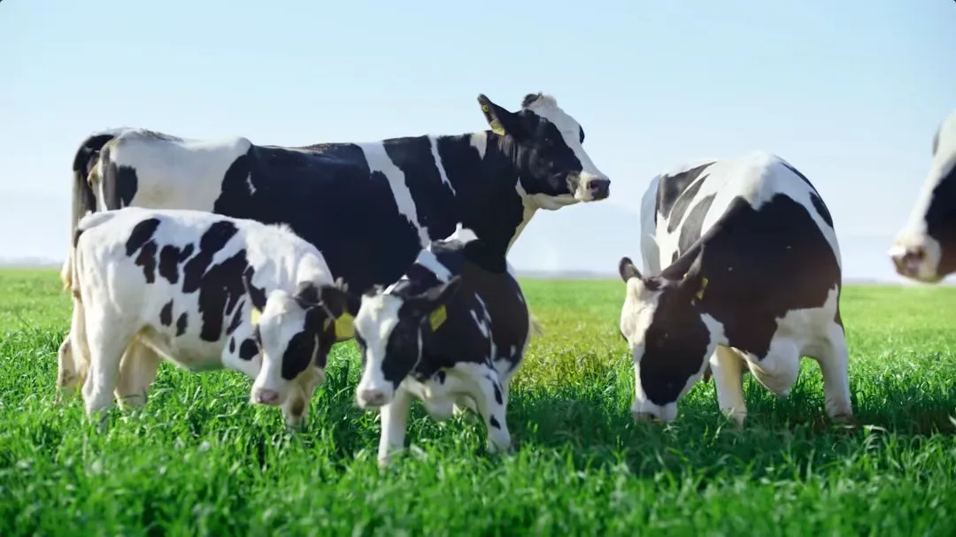 有机牛奶和非有机牛奶有何区别？差异可大了