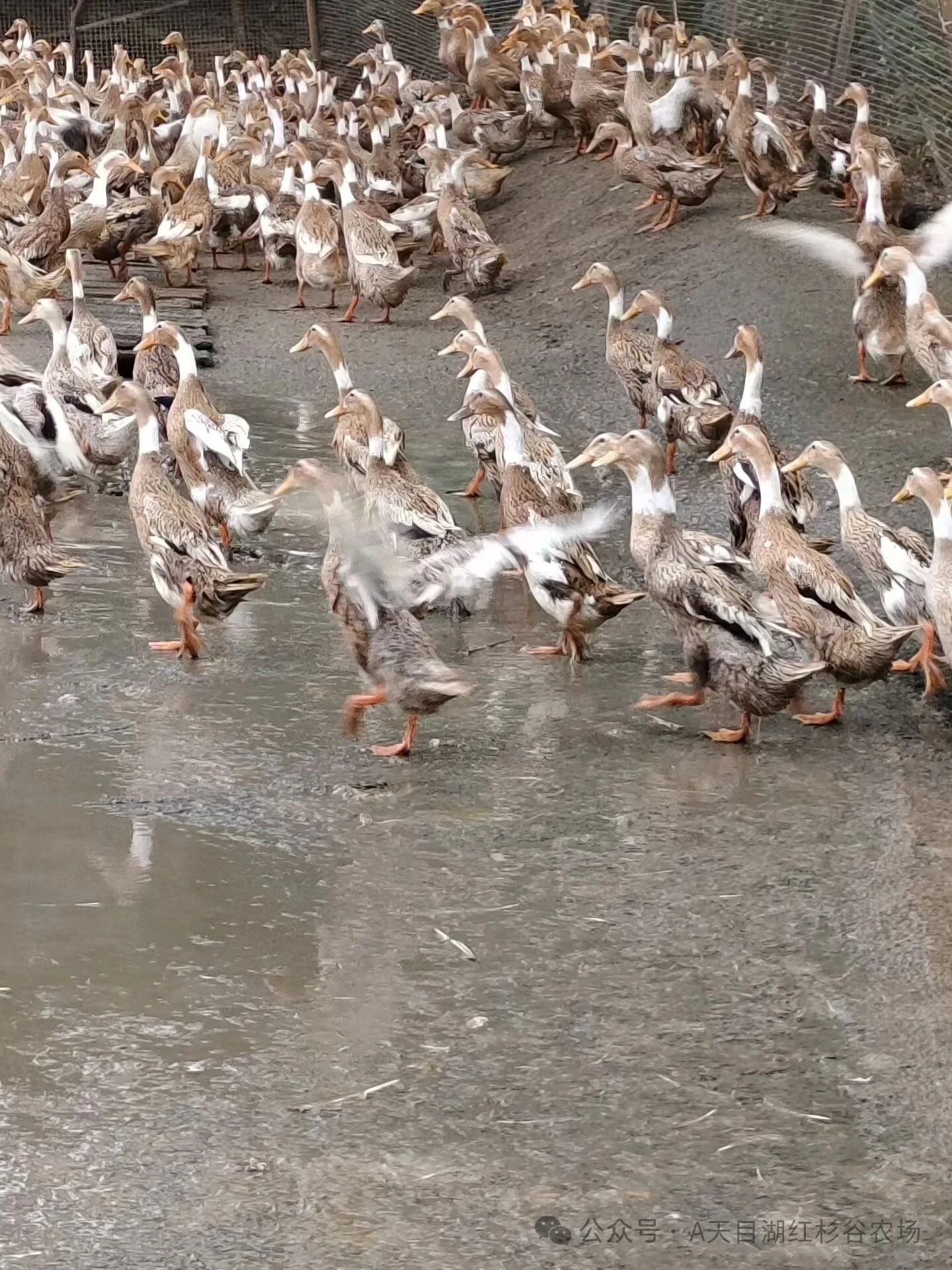 所有的食材都是自己散养吃五谷