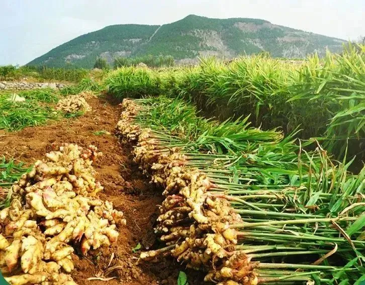 有机小黄姜香辣味纯正，温暖脾胃，好吃又养生！