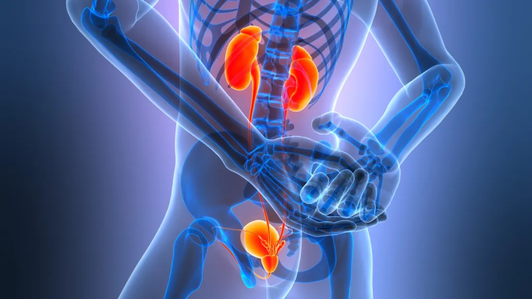 很多人常吃这几类“美食”,正在悄悄拖垮你的肾!