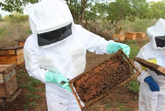 巴西有机蜂蜜的生产概况