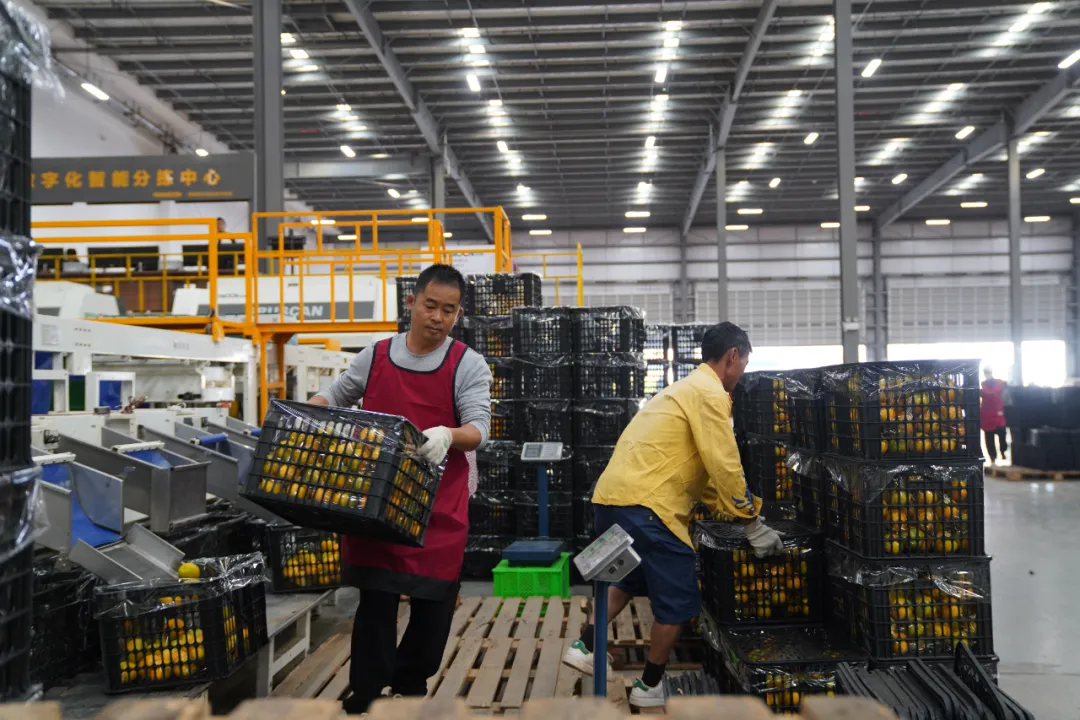 当餐优选生鲜超市深入哀牢山,翻山越岭只为“锁”住这口甜