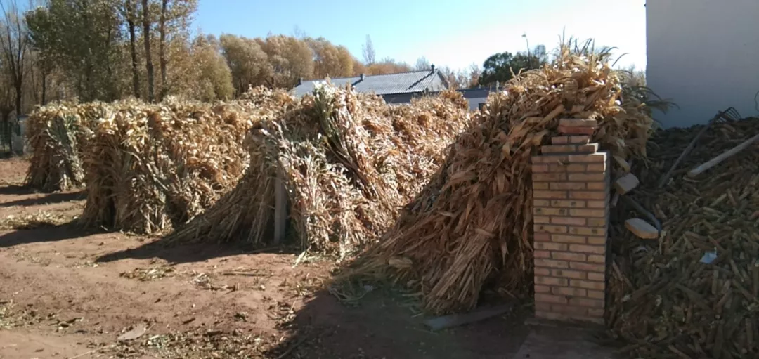 儿童的健康问题,当餐从食材开始守护