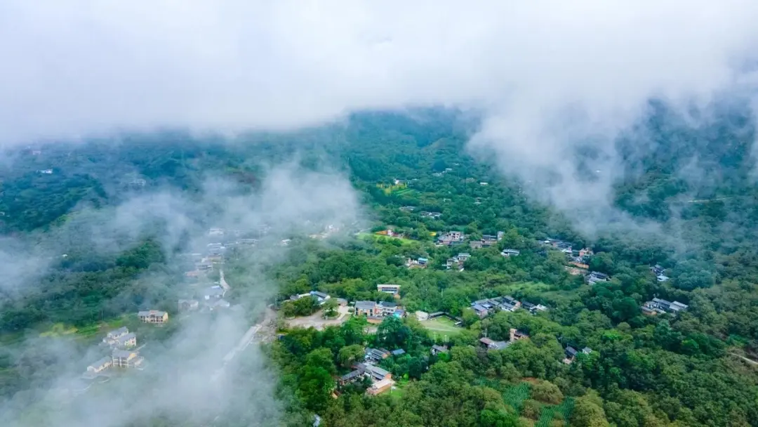 云南百年古树有机核桃薄壳易取全家都爱吃