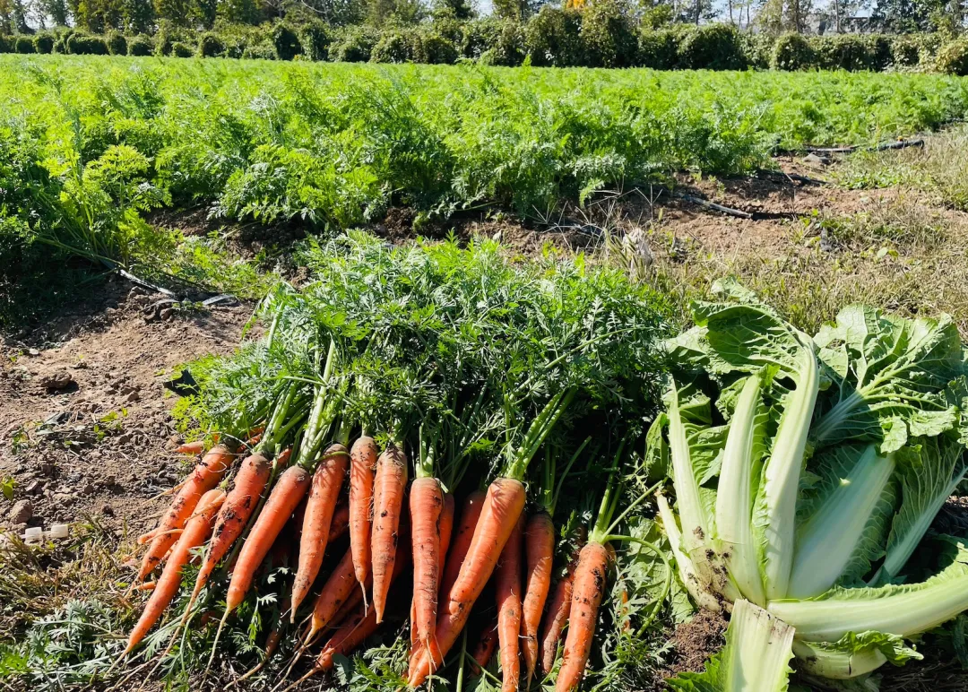 有机食材让我们感知世界的方式