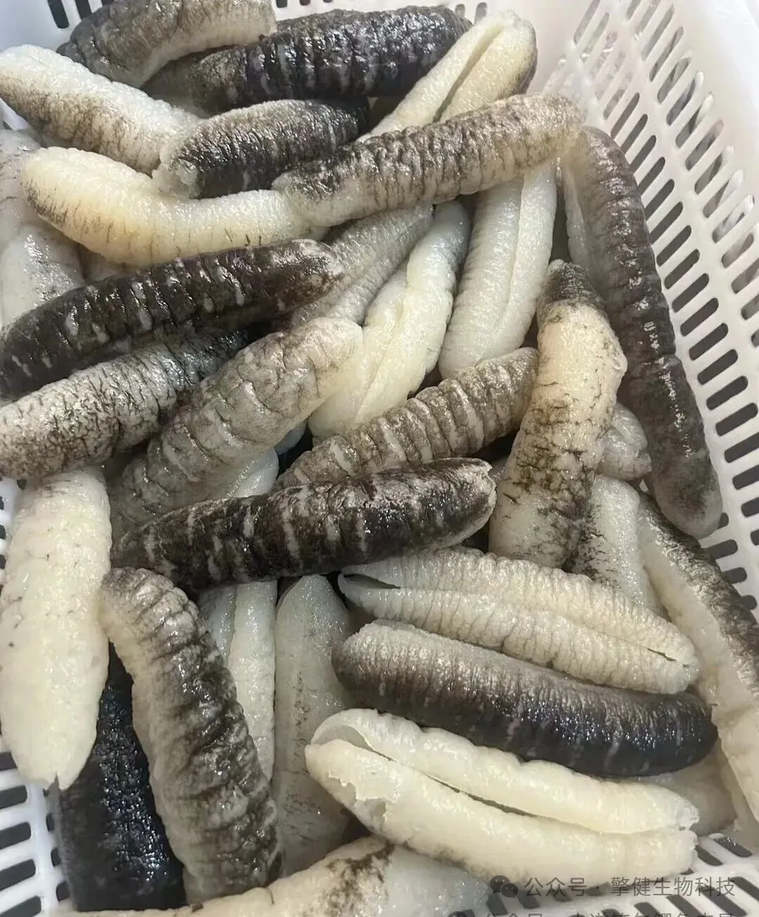 明秃参为什么是现代家庭的常用食材？