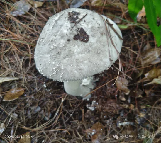 黔江家乡的松菌：忘不掉的山珍