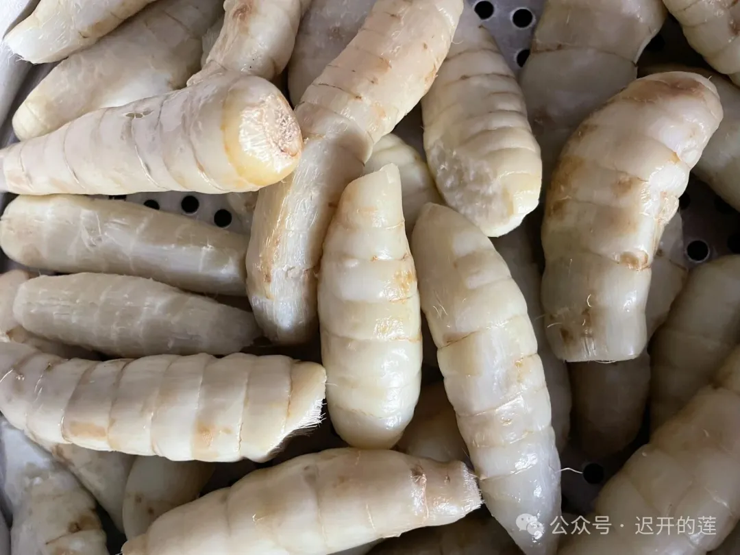 当餐推荐一种来自广西的新食材竹薯