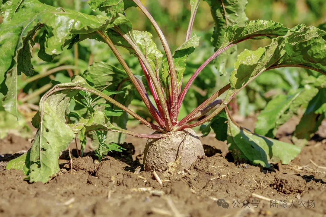 为什么越来越多人开始吃有机食材？