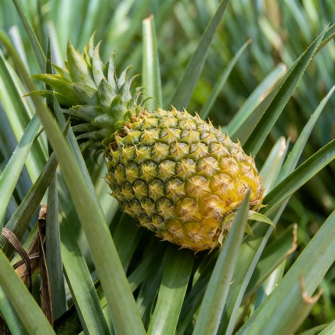 今日当餐食材推荐菠萝