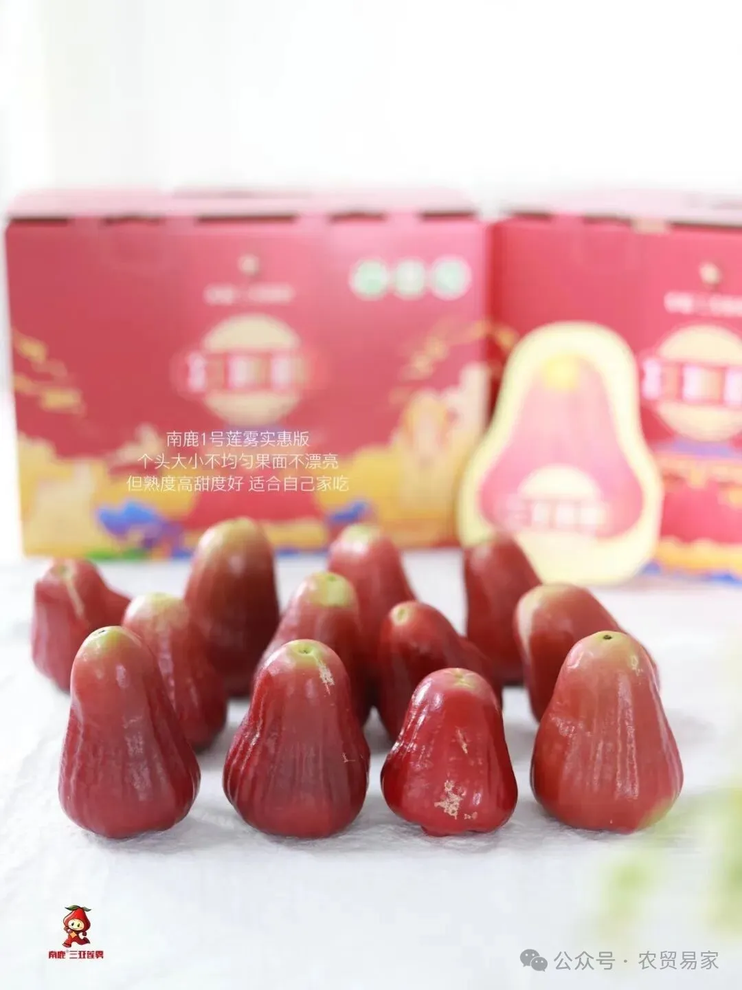 南鹿一号有机莲雾：秋冬季补水神器，减肥圣果！