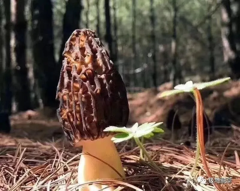 当餐优选山珍臻味食材羊肚菌