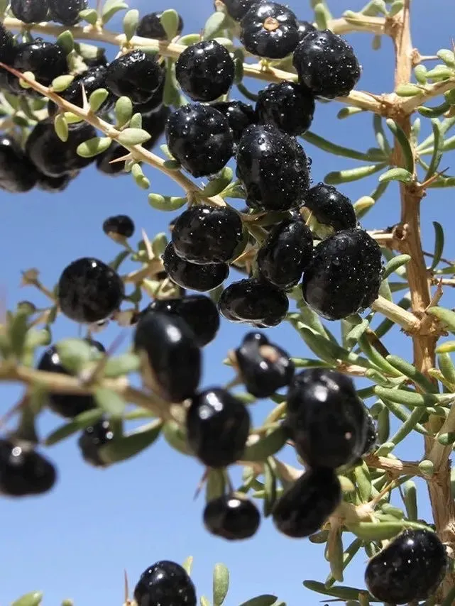 今日当餐食材推荐黑枸杞