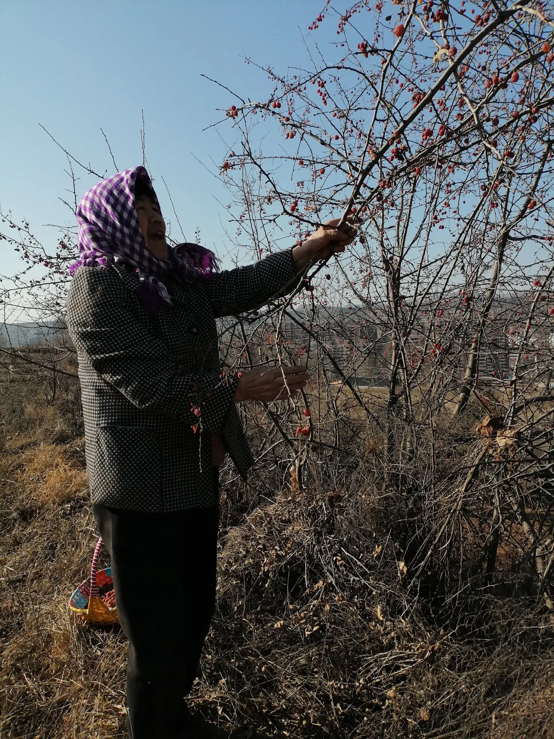 渭源有山珍，名曰沙棘和食枣，你吃过吗？