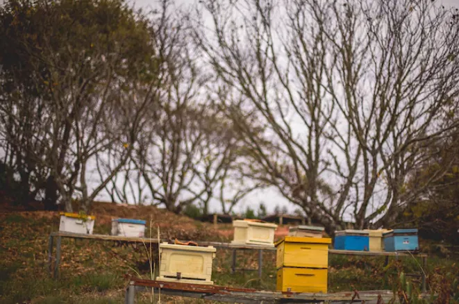 巴西有机蜂蜜的生产概况