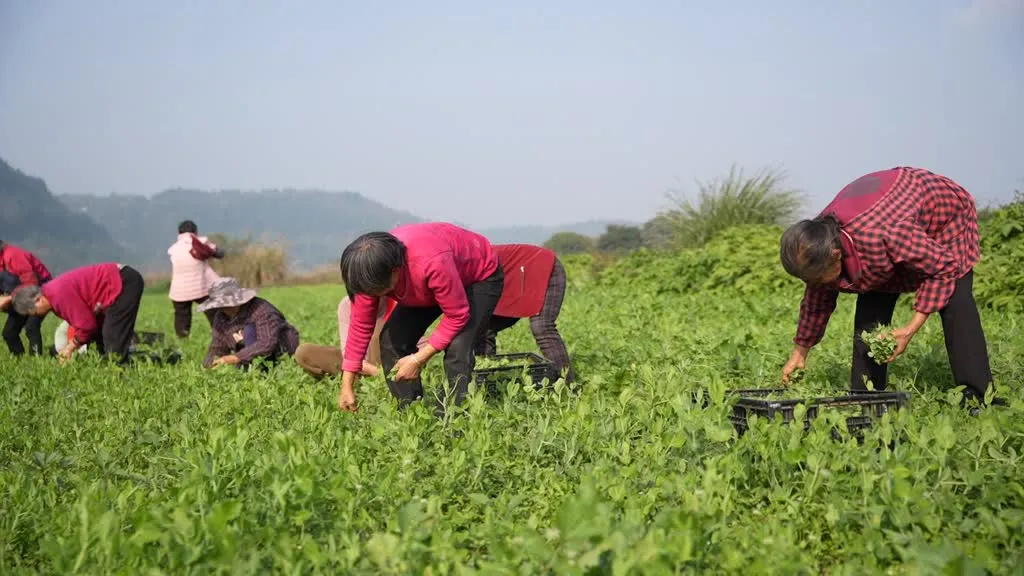 蓬安有机标准种出“生态味” 豌豆尖、萝卜热销全国