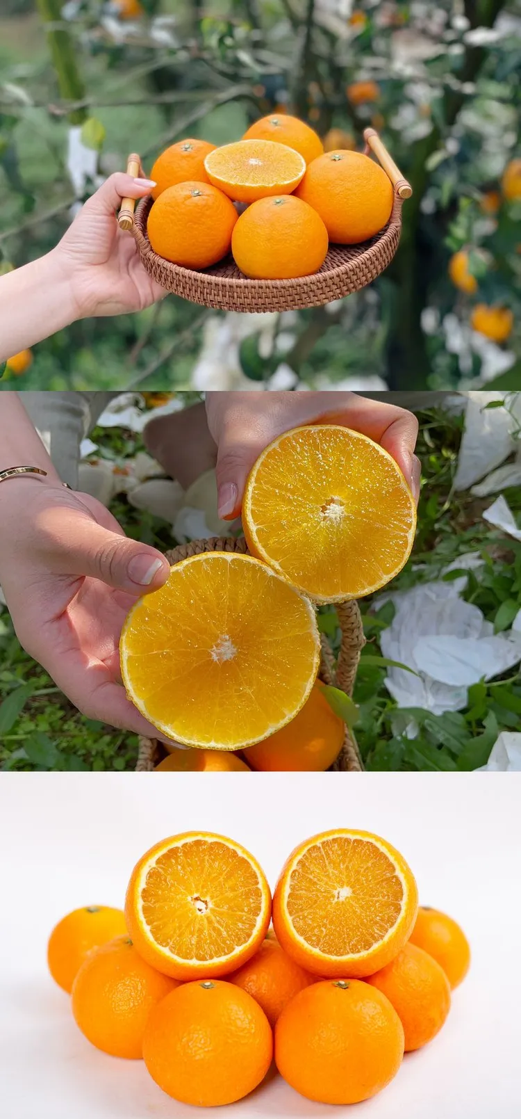 当餐优选浙江象山产地食材红美人果冻橙