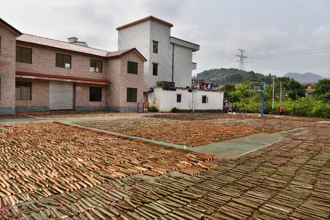 郁南肉桂点亮粤菜与全球美食的灵魂香气