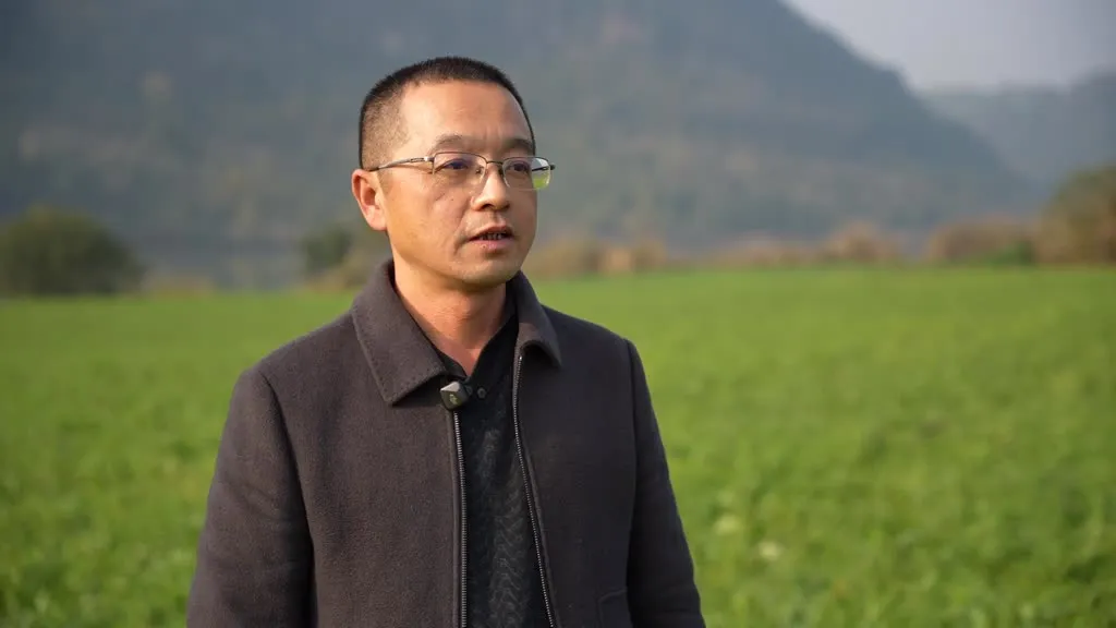 蓬安有机标准种出“生态味” 豌豆尖、萝卜热销全国