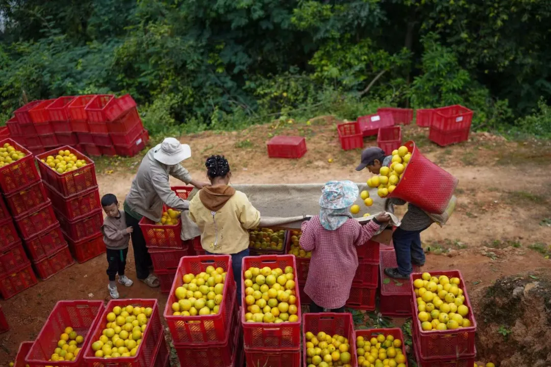 当餐优选生鲜超市深入哀牢山,翻山越岭只为“锁”住这口甜